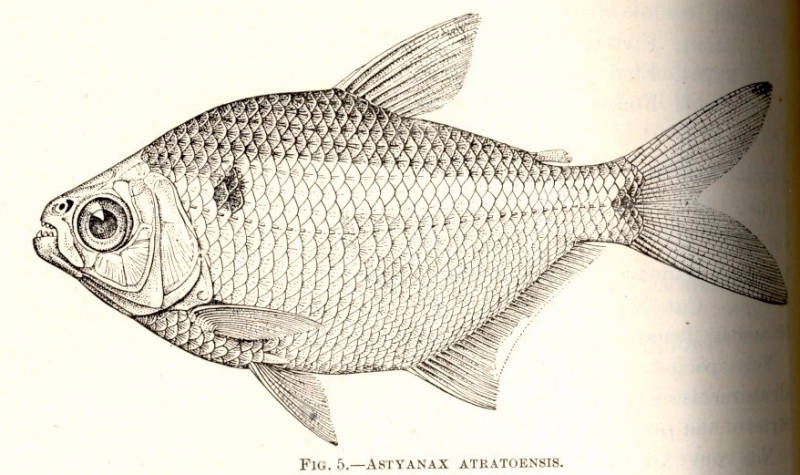 Astyanax atratoensis Eigenmann, 1907